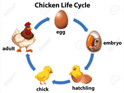 lifecycle